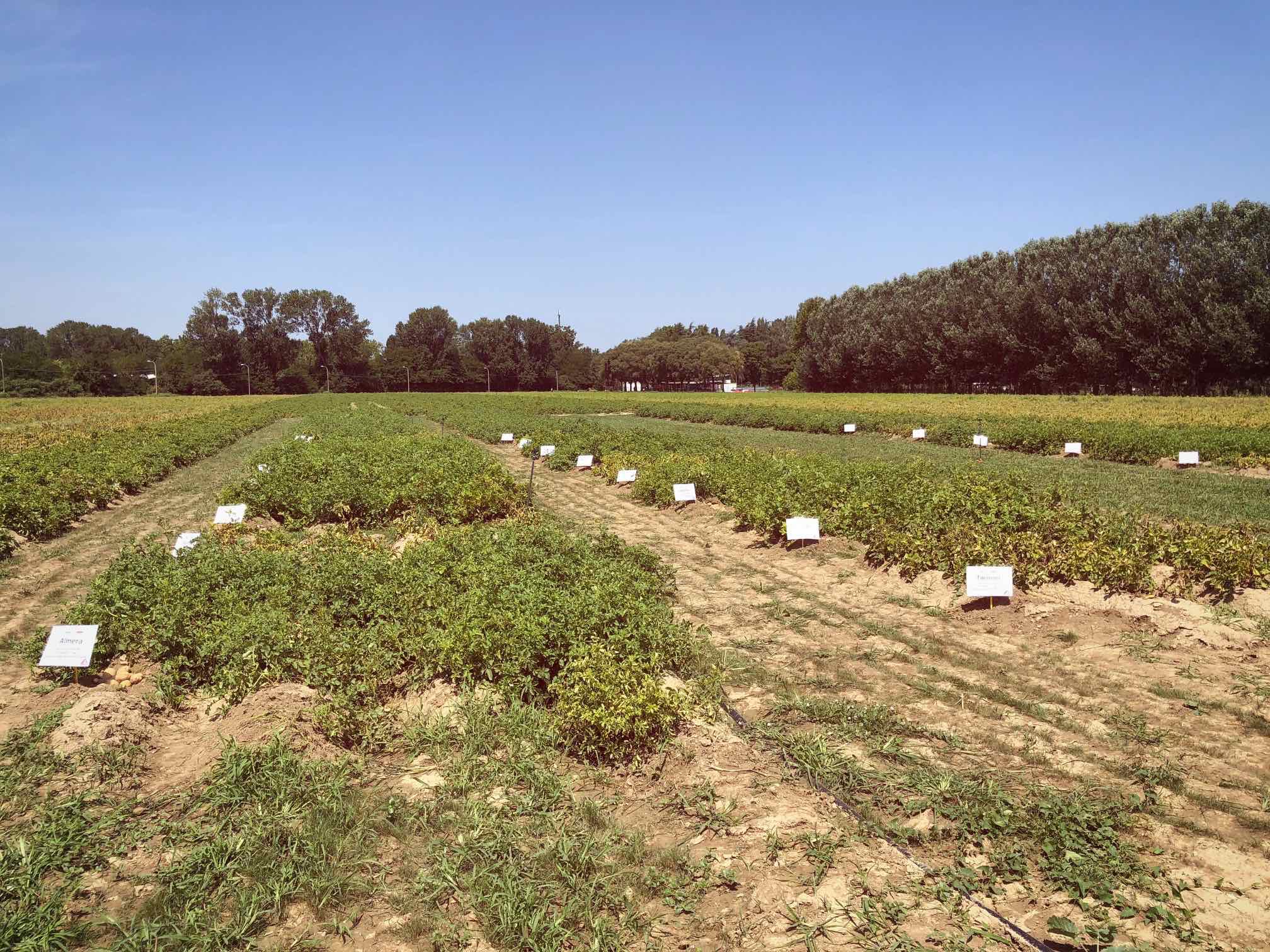Romagnoli F.lli Spa is setting its sights on sustainable potato farming