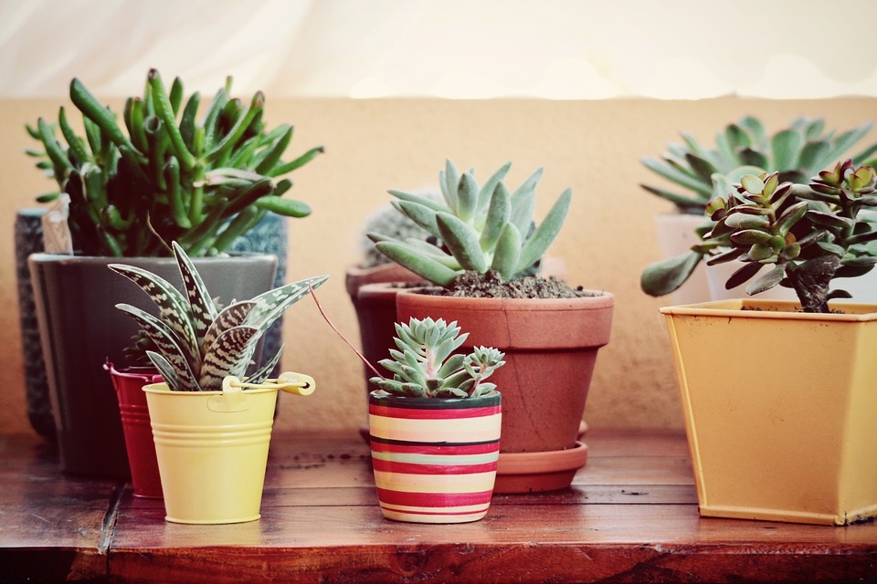 How to take care of your plants when you’re on holiday