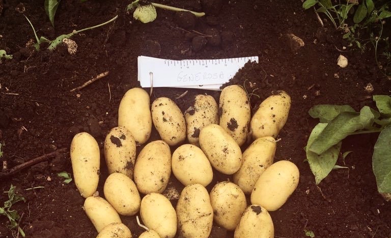 Generosa: a new potato variety in Sicilian fields