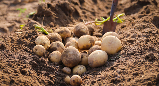 Tradizione e innovazione nella coltivazione delle patate