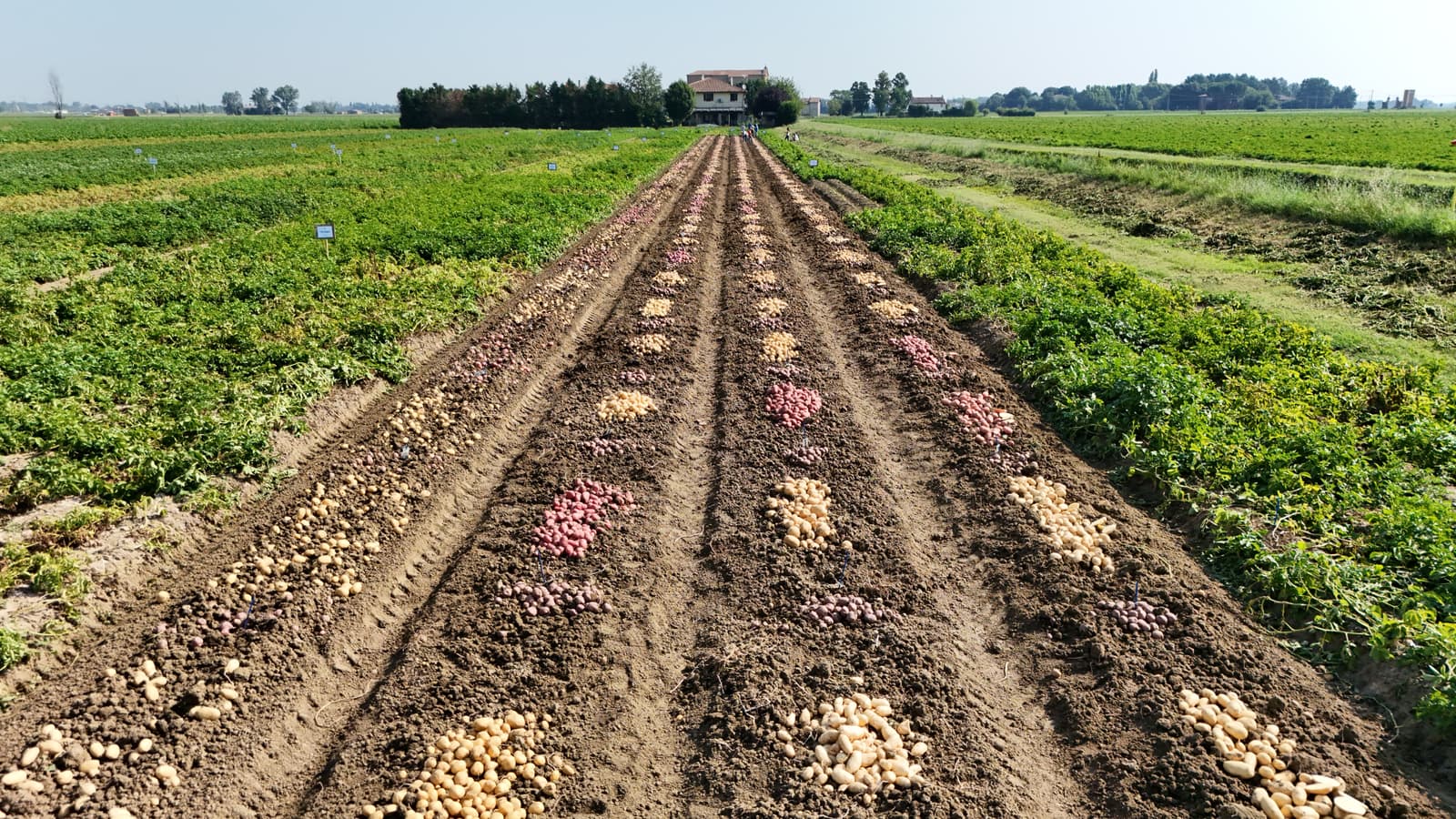 Gialla o rosa? Le due anime di Armonia Gourmet