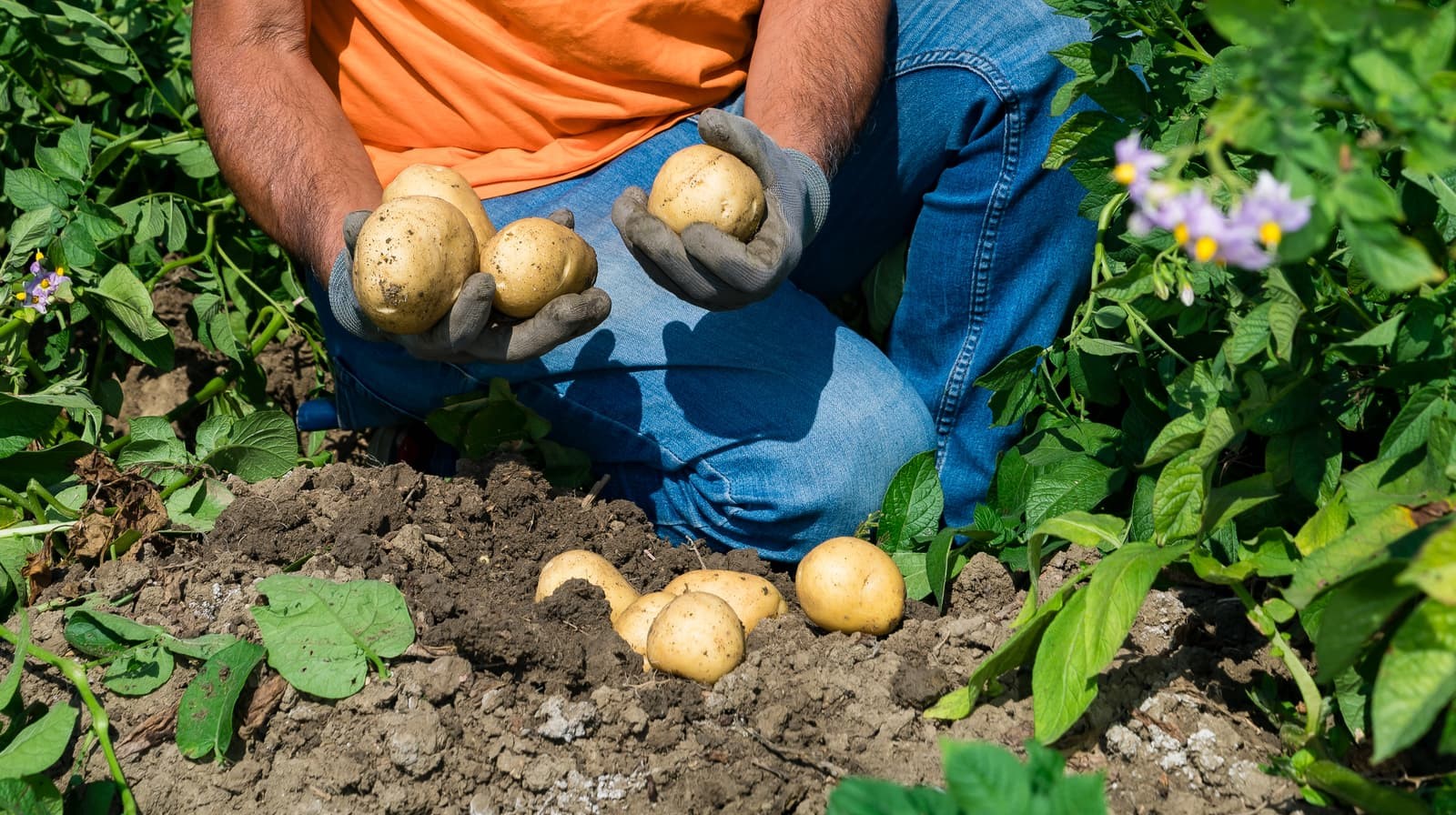 Le patate mettono tutti d’accordo: tradizione e modernità nello stesso piatto