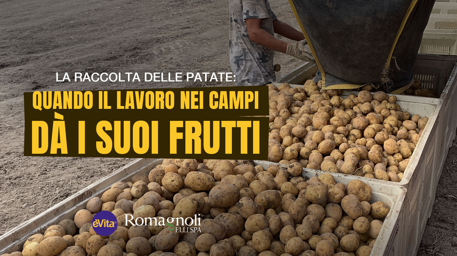 La raccolta delle patate: quando il lavoro nei campi dà i suoi frutti