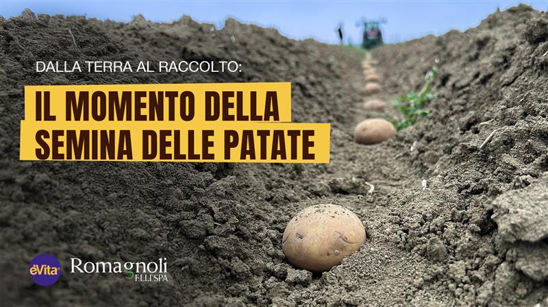Dalla terra al raccolto: il momento della semina delle patate