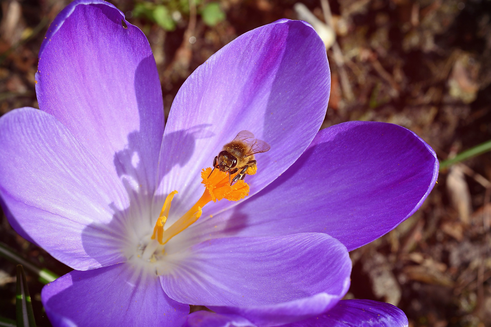 Why are bees so important for the environment and our food?