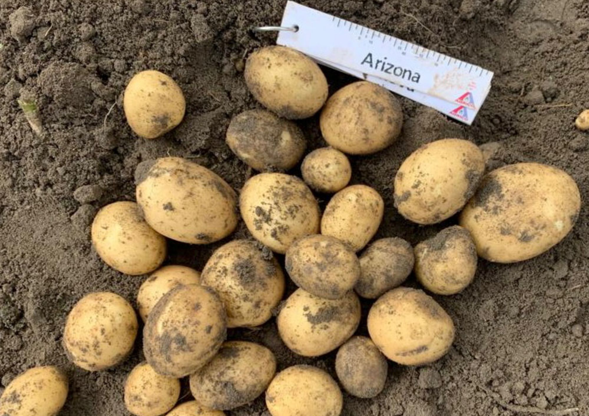 Romagnoli F.lli Spa: good results for Sicilian new potatoes