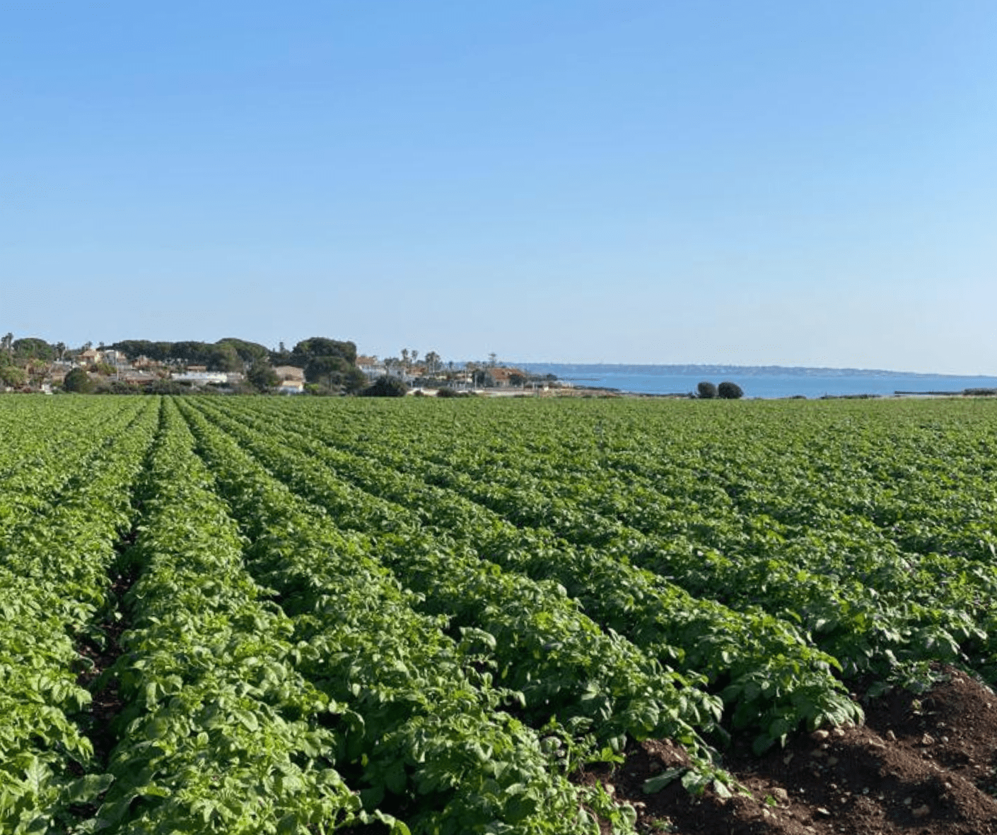 New potatoes: the climate is taking its toll on volumes and times around Syracuse