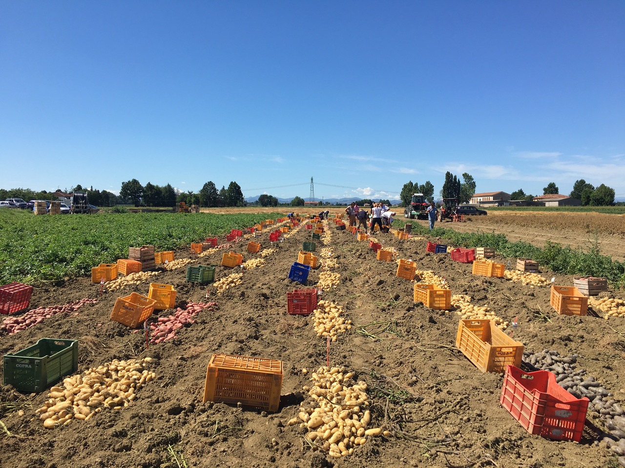 Romagnoli S.p.A.: a new experiment with Tuscia University and Legambiente for 100% eco-friendly potatoes