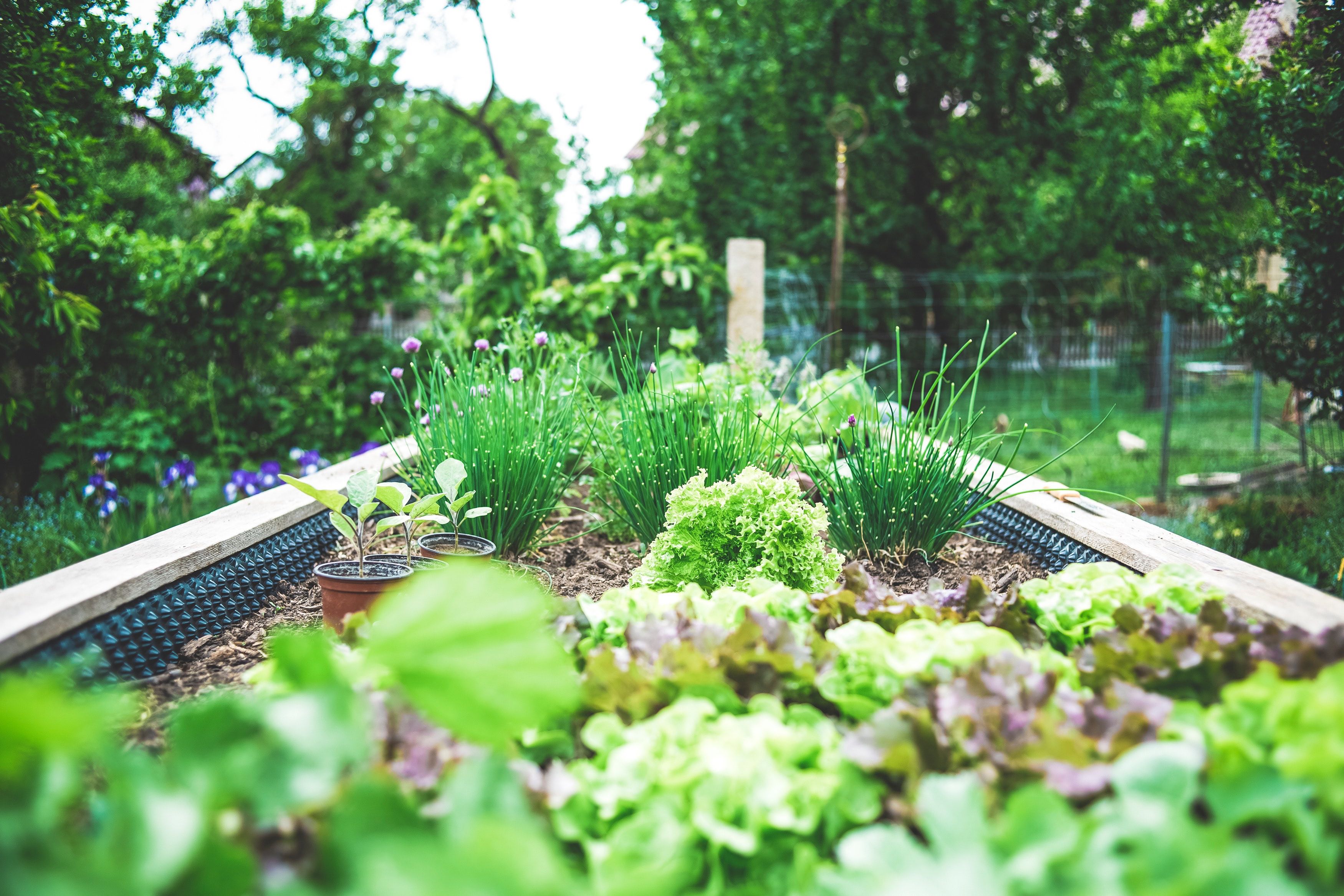 Summer vegetables: what to sow during the warmer months of the year?