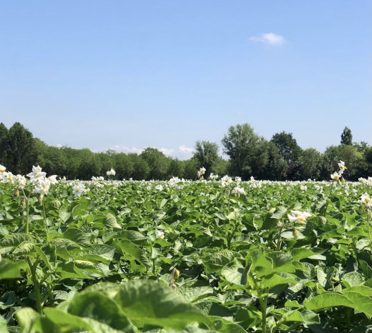 World Environment Day: Romagnoli F.lli’s sustainable potato growing