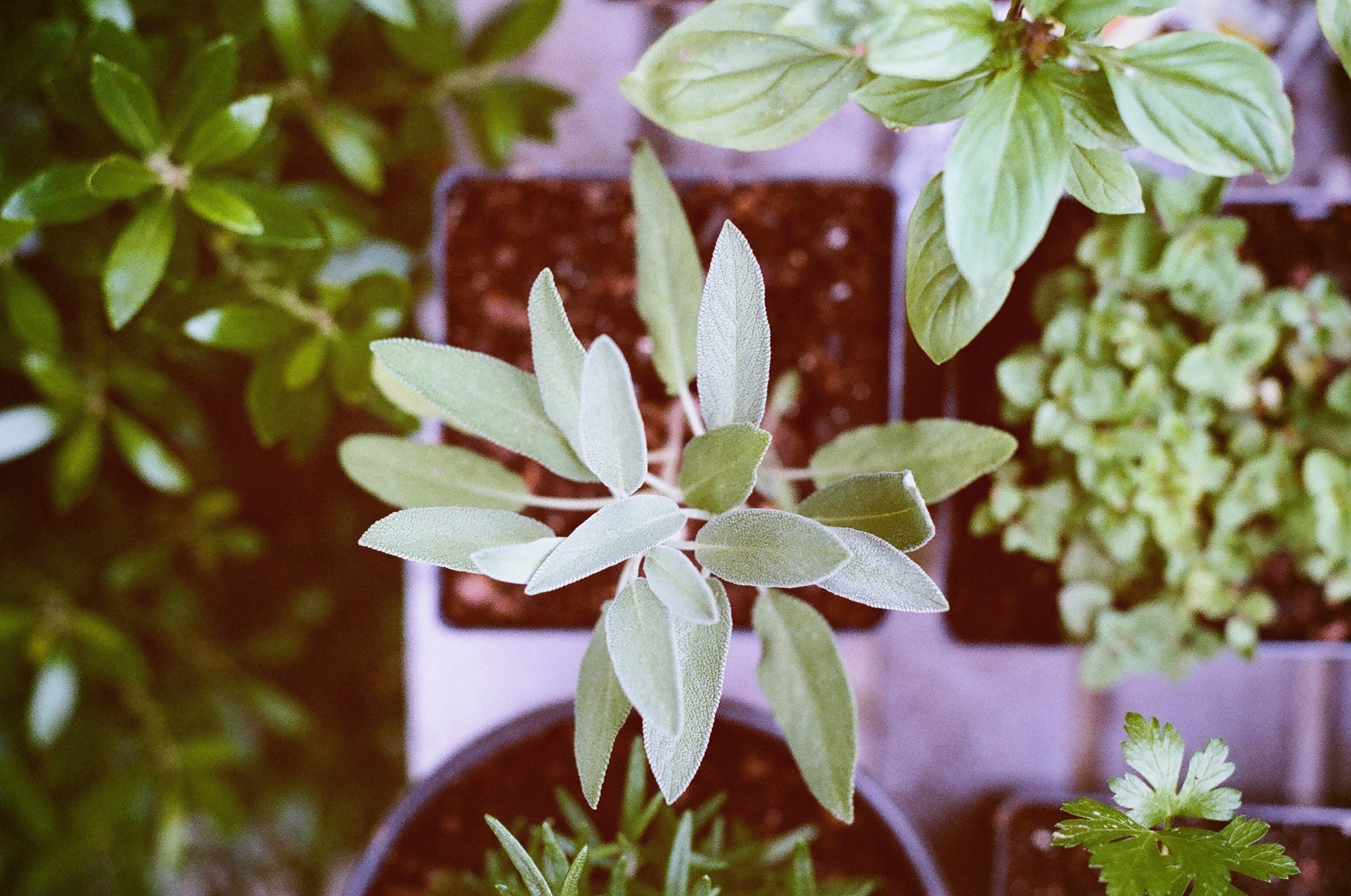 Smells of the Mediterranean: a journey through its herbs