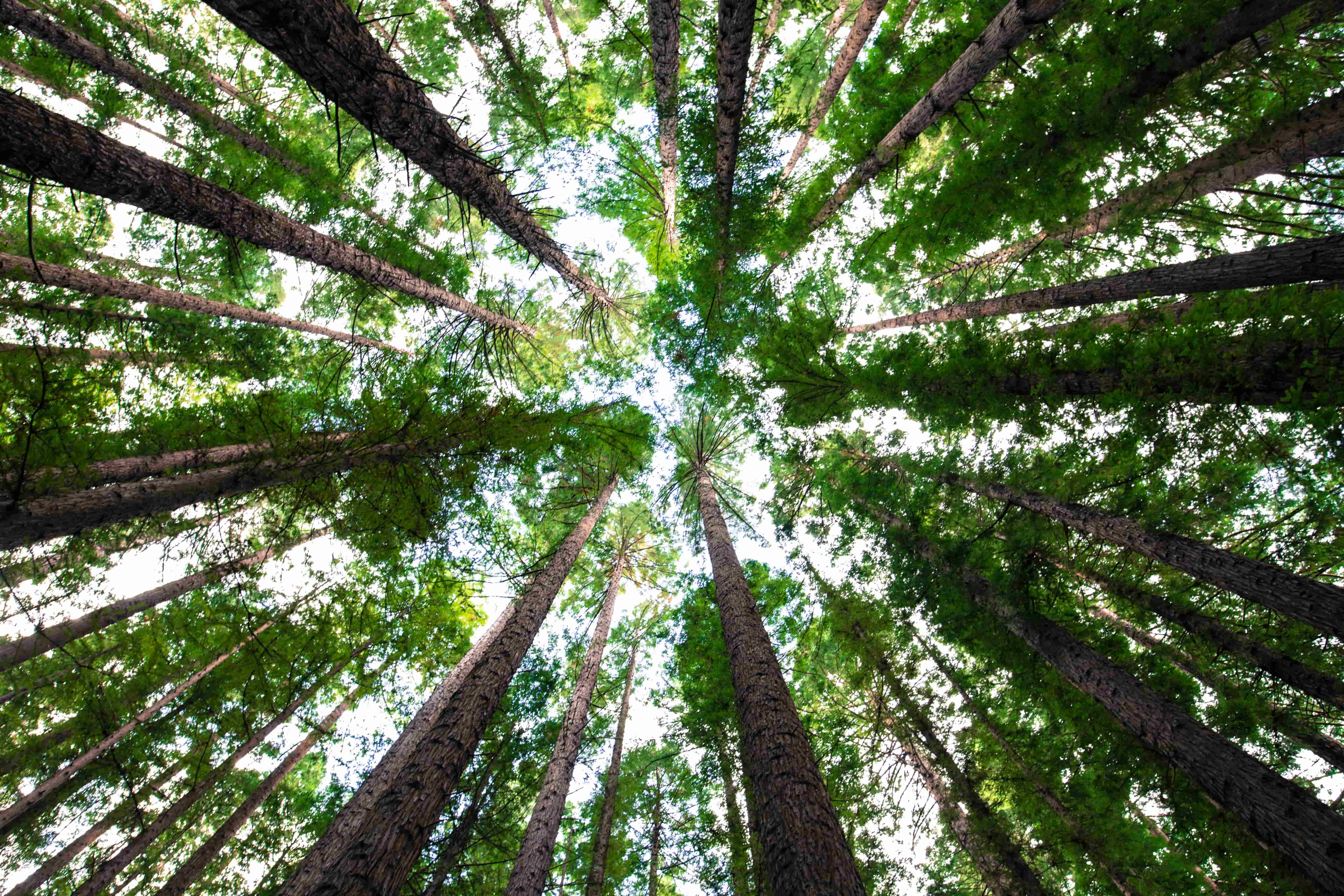 Plants and trees: why is it so important to protect them?