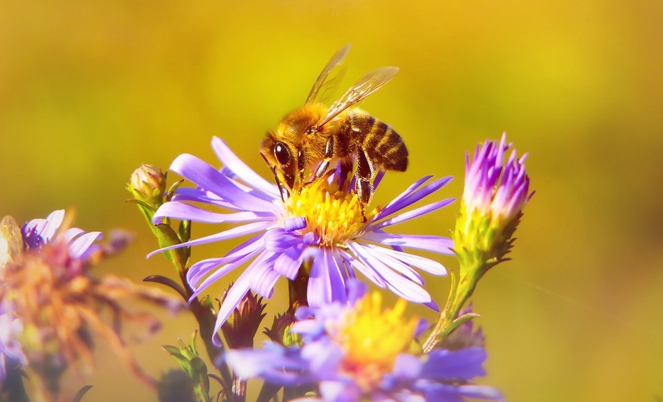Che orto sarebbe senza le api?
