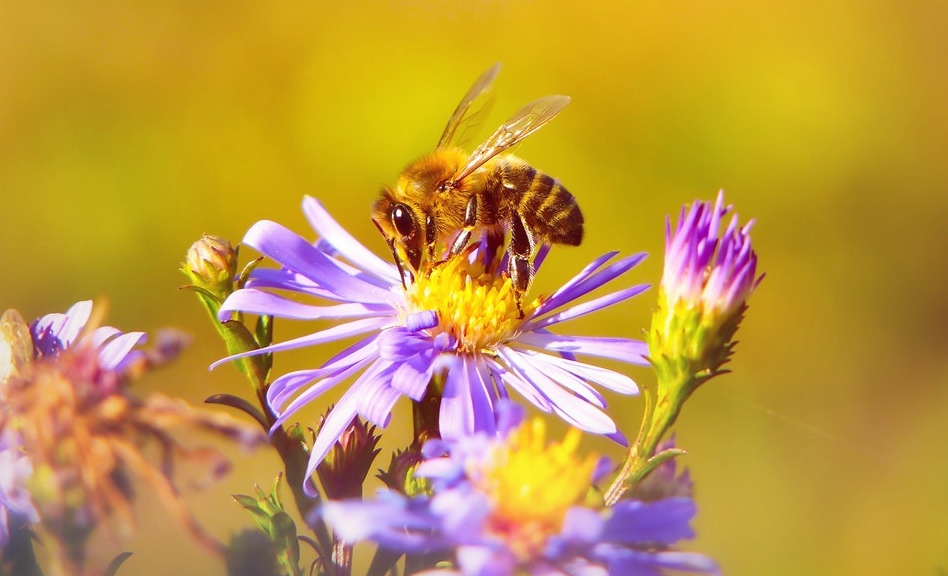 What kind of vegetable garden has no bees?