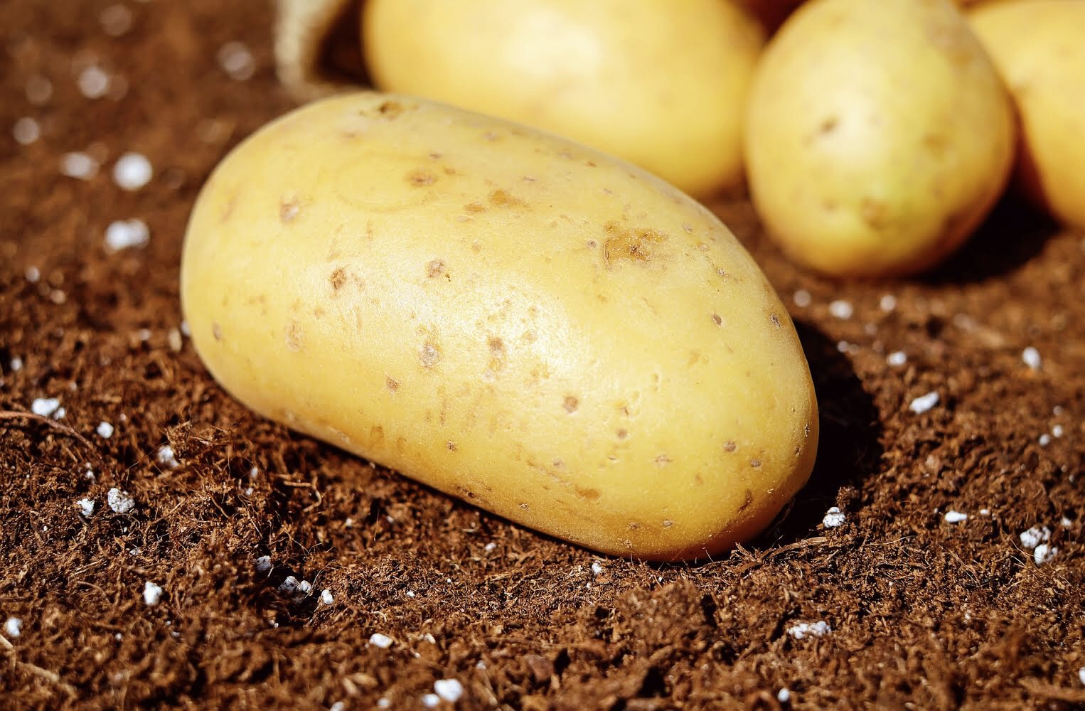 The underground vegetable garden: discovering tubers
