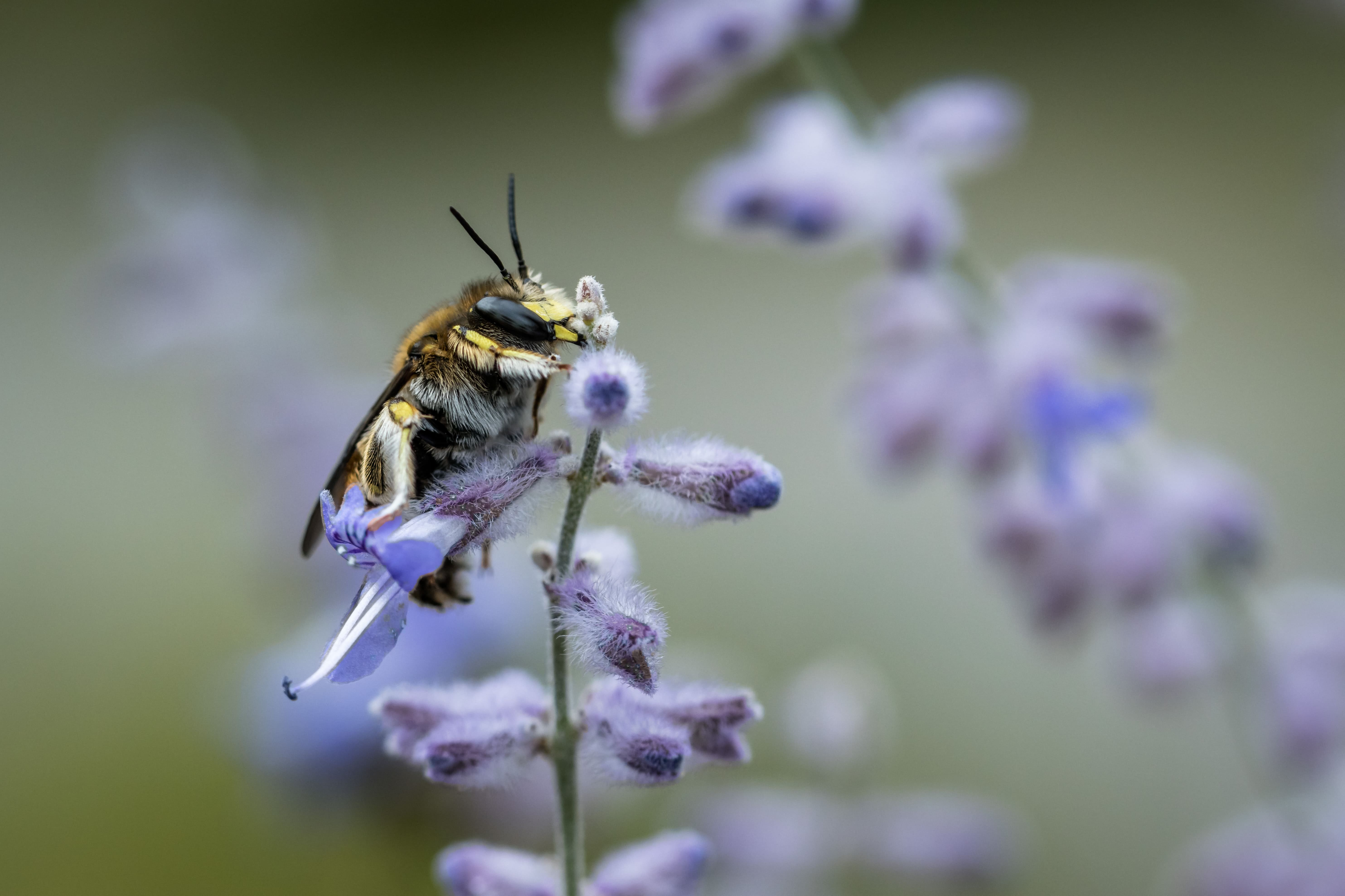 Il valore degli insetti impollinatori per l’agricoltura