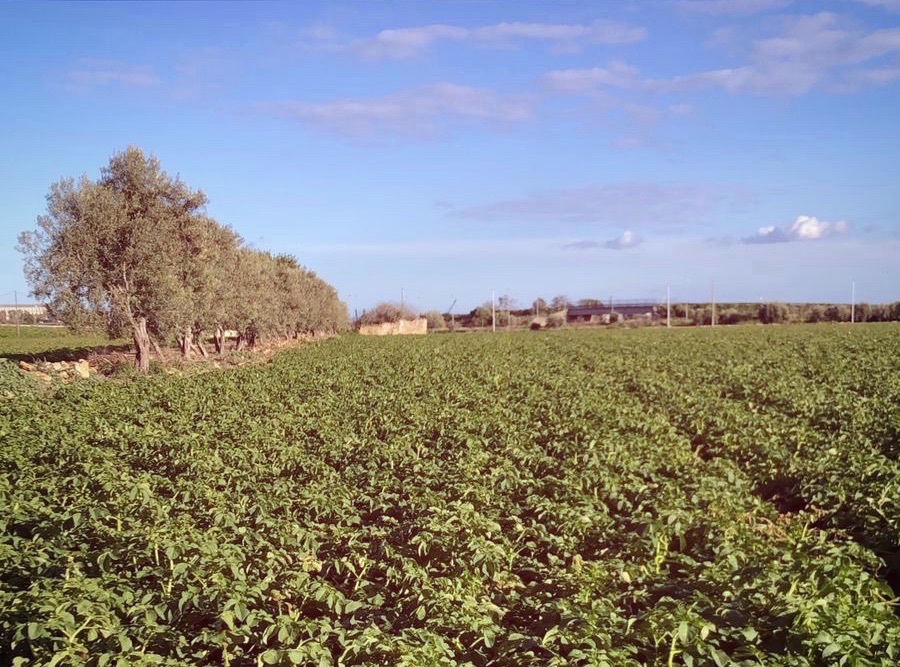 New potatoes in Sicily: despite a difficult climate, things are growing great