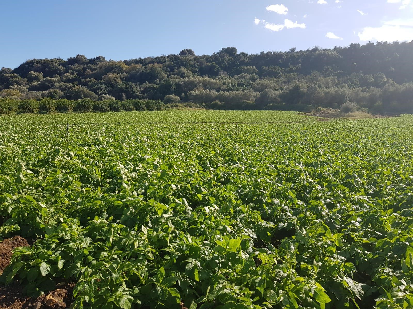 New potatoes: the plants are growing as normal