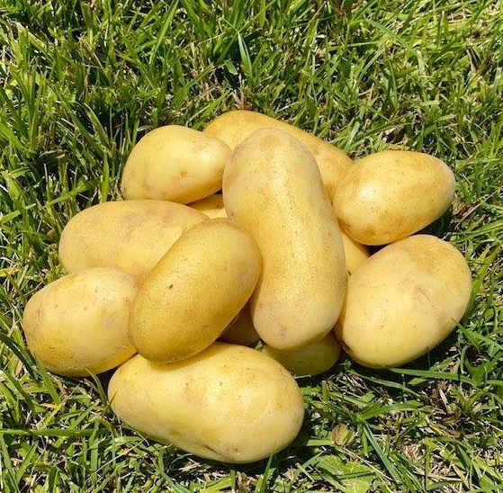 Romagnoli F.lli Spa: annata positiva per le patate emiliano-romagnole