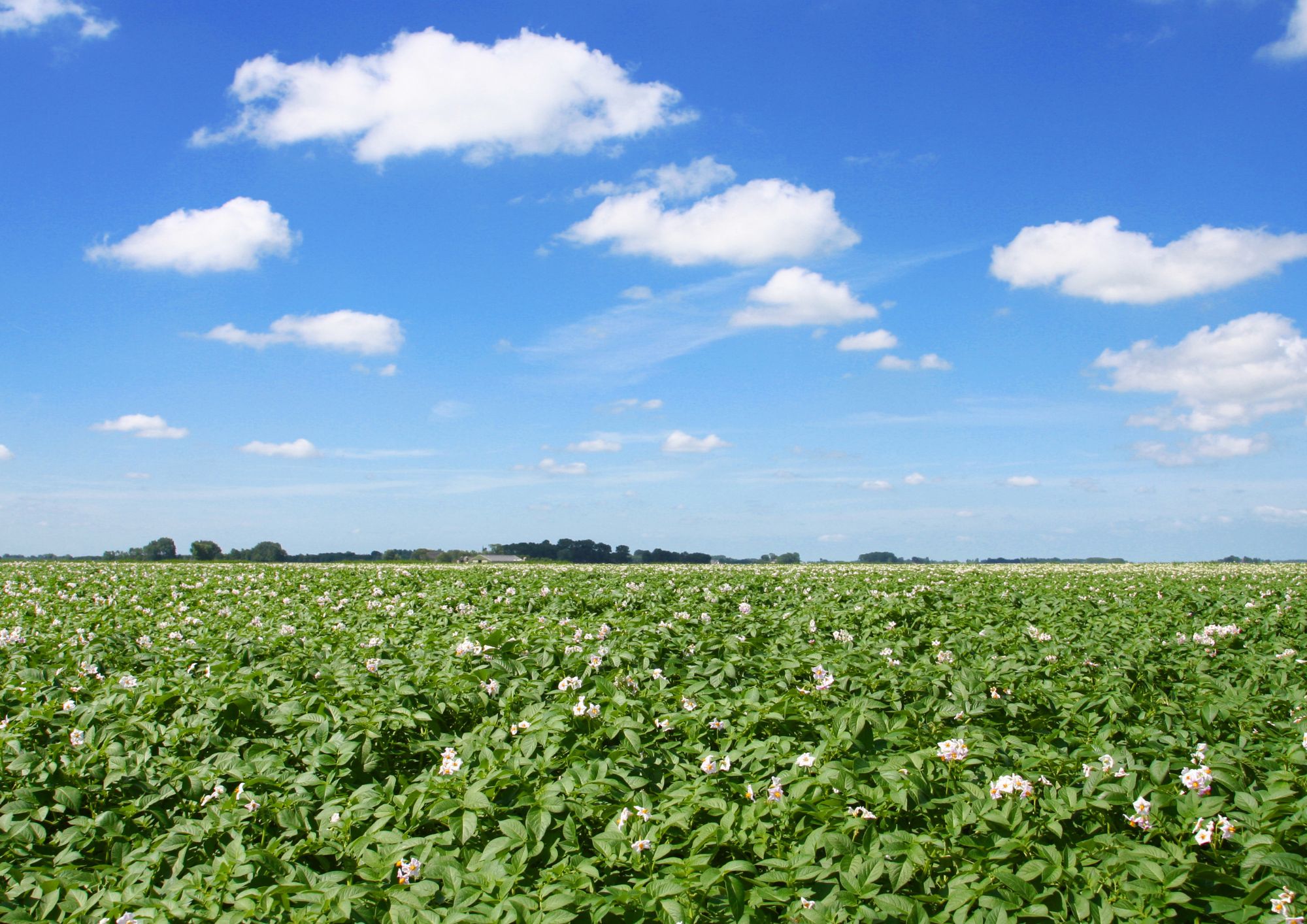 Per l’ambiente, pataticoltura più green