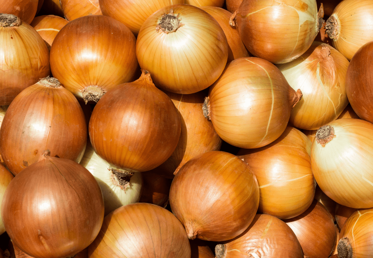 How to grow onions