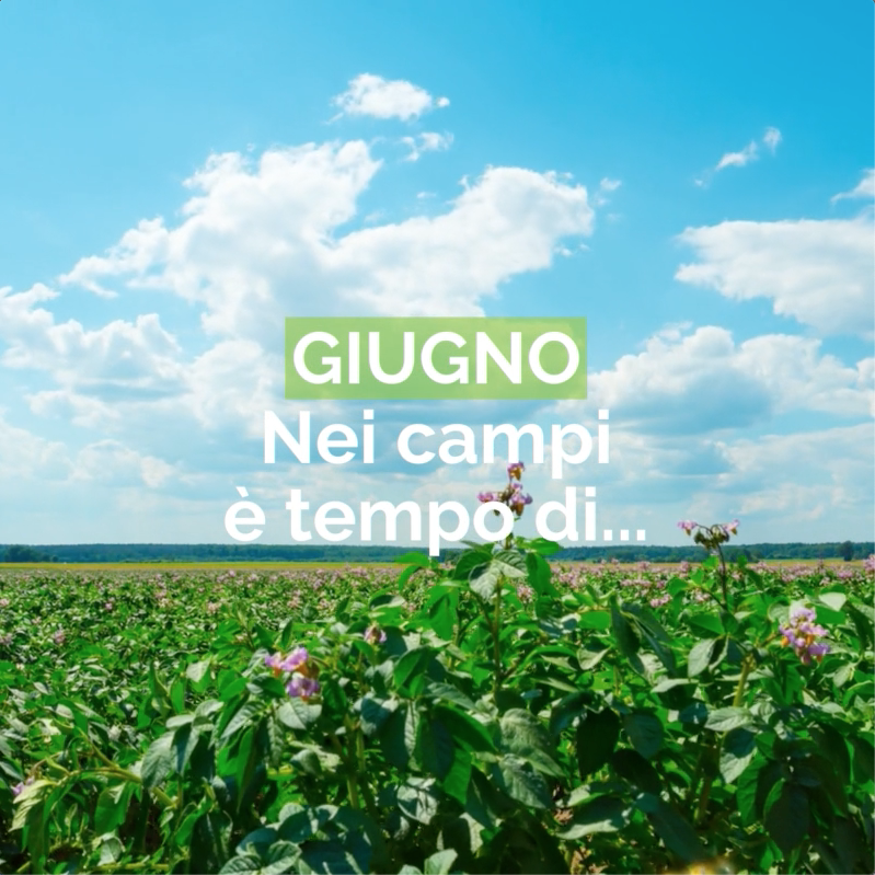 Giugno: nei campi è tempo di...