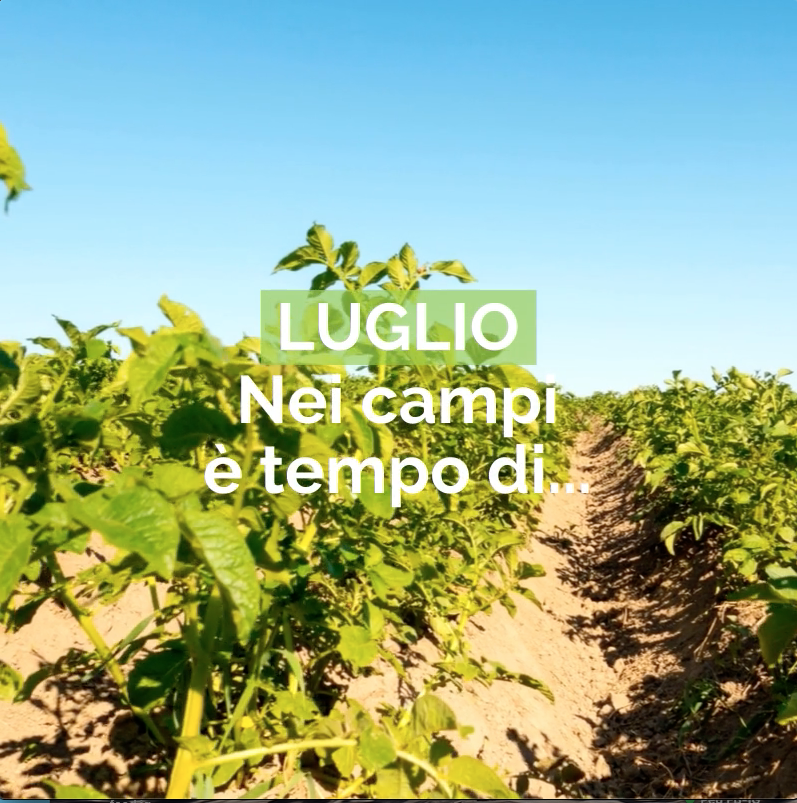 Luglio: nei campi è tempo di...