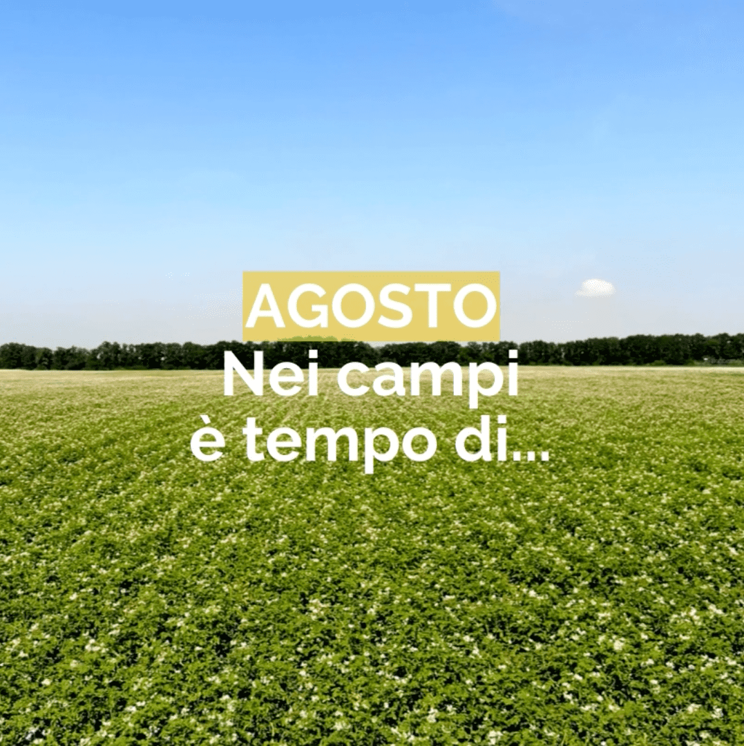 Agosto: nei campi è tempo di...