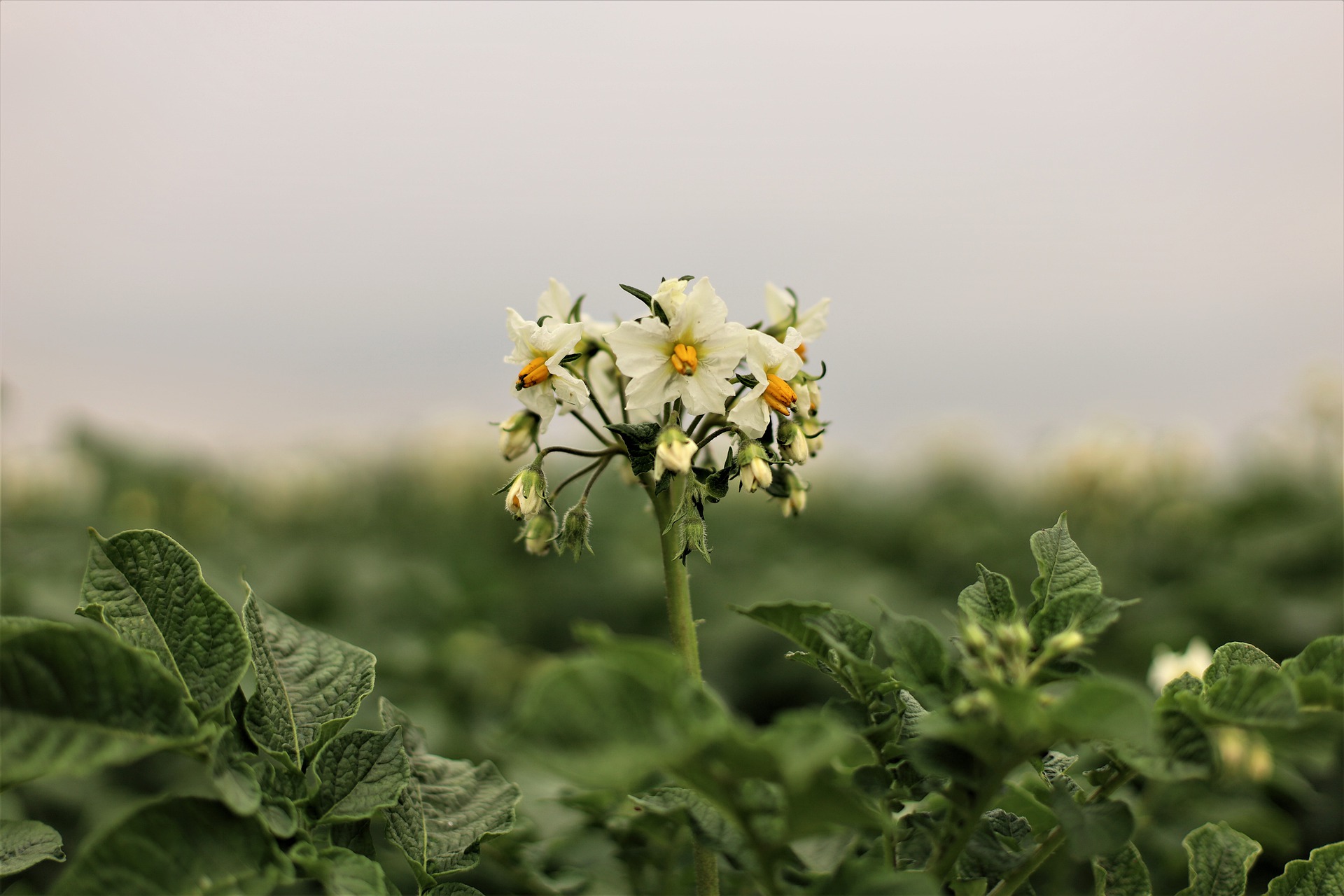 Agriculture between tradition and innovation: a priceless combination