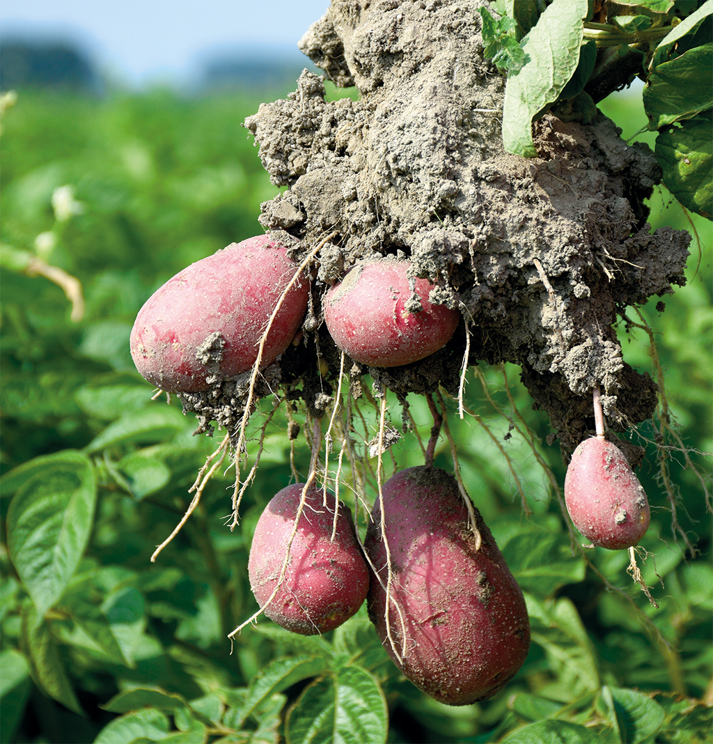 romagnoli patate patata rossa alouette