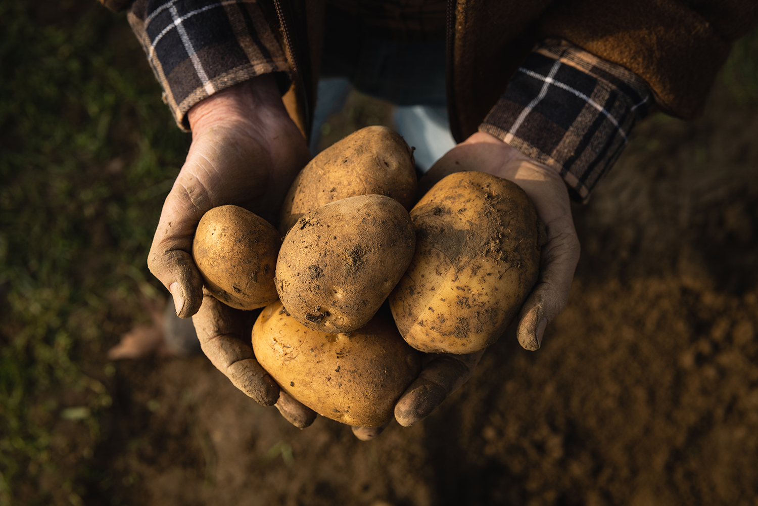 mani patate romagnoli 2023