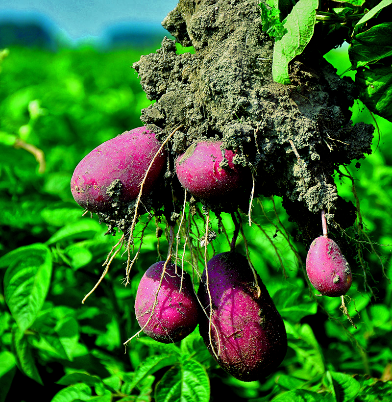 romagnoli patate alouette