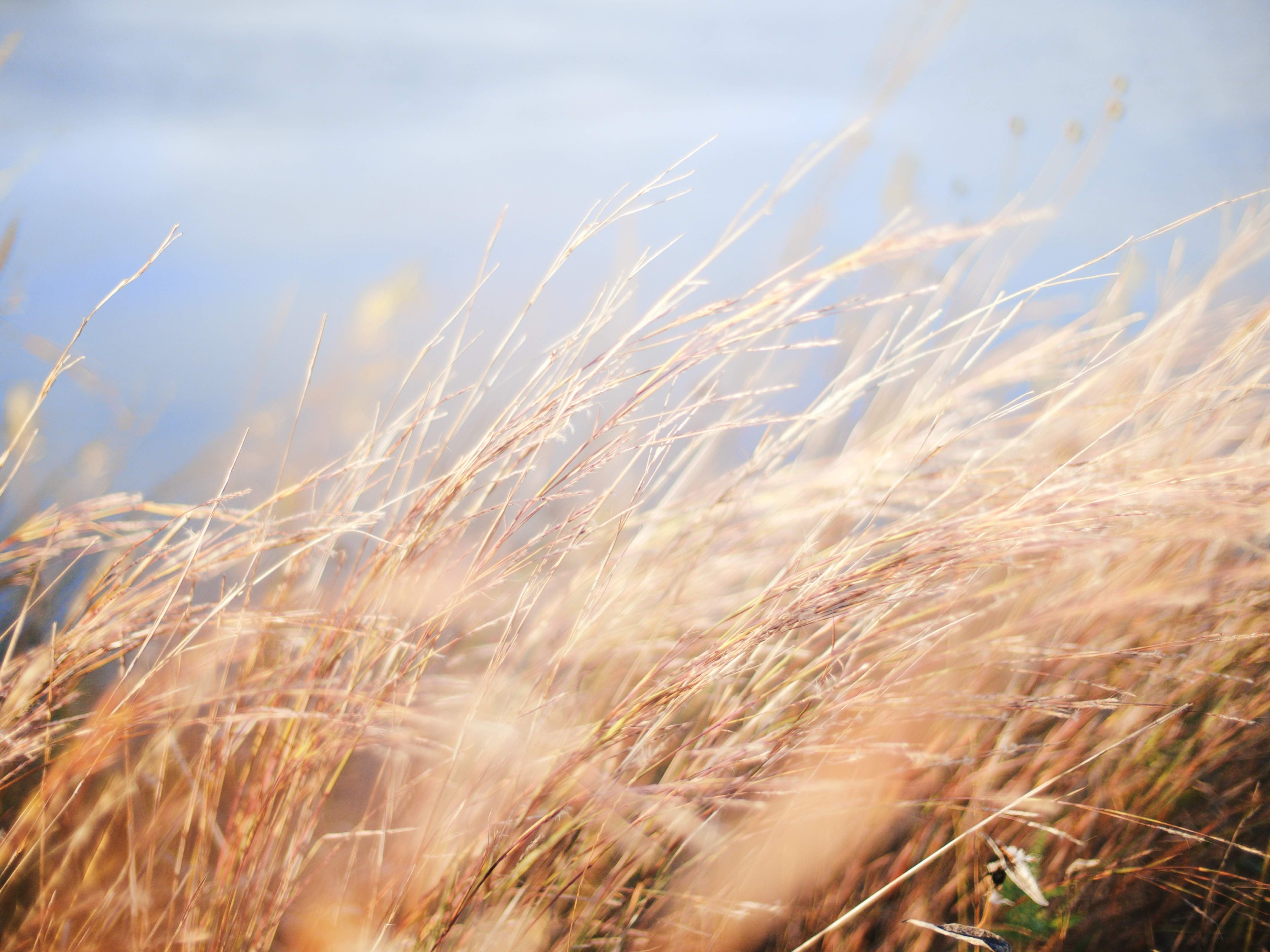 Wind: the friend and foe of farming