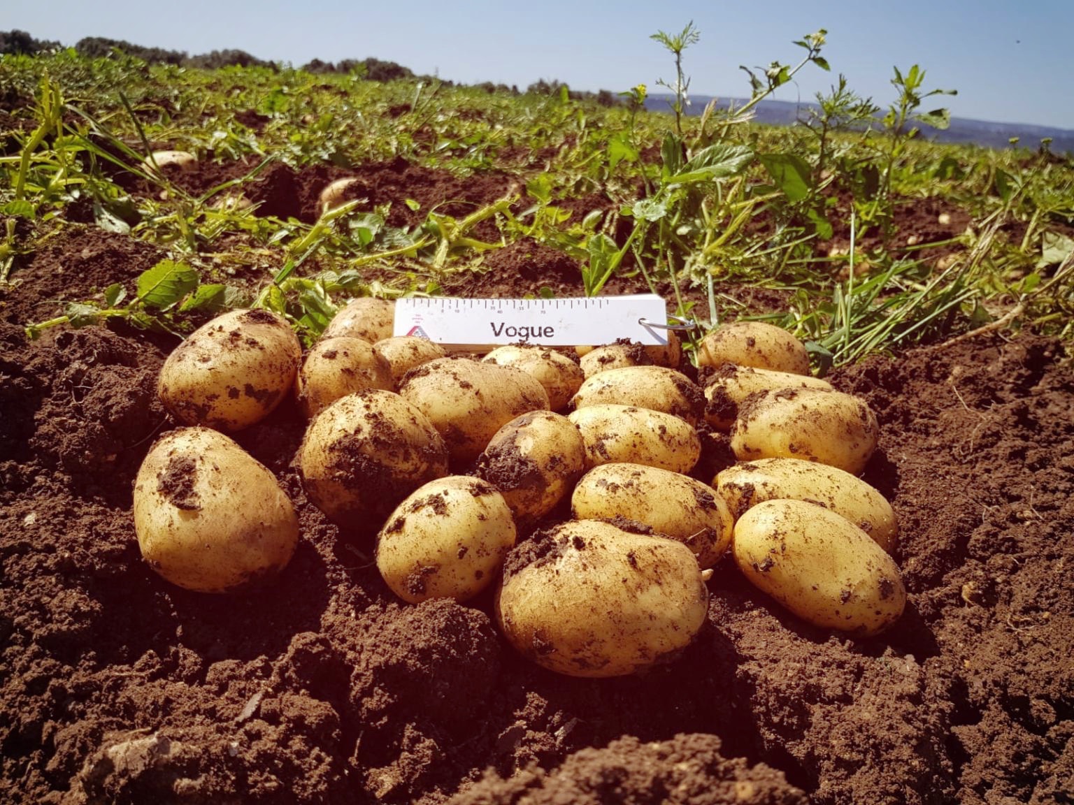 Coronavirus: prezzo delle patate in linea con il 2019