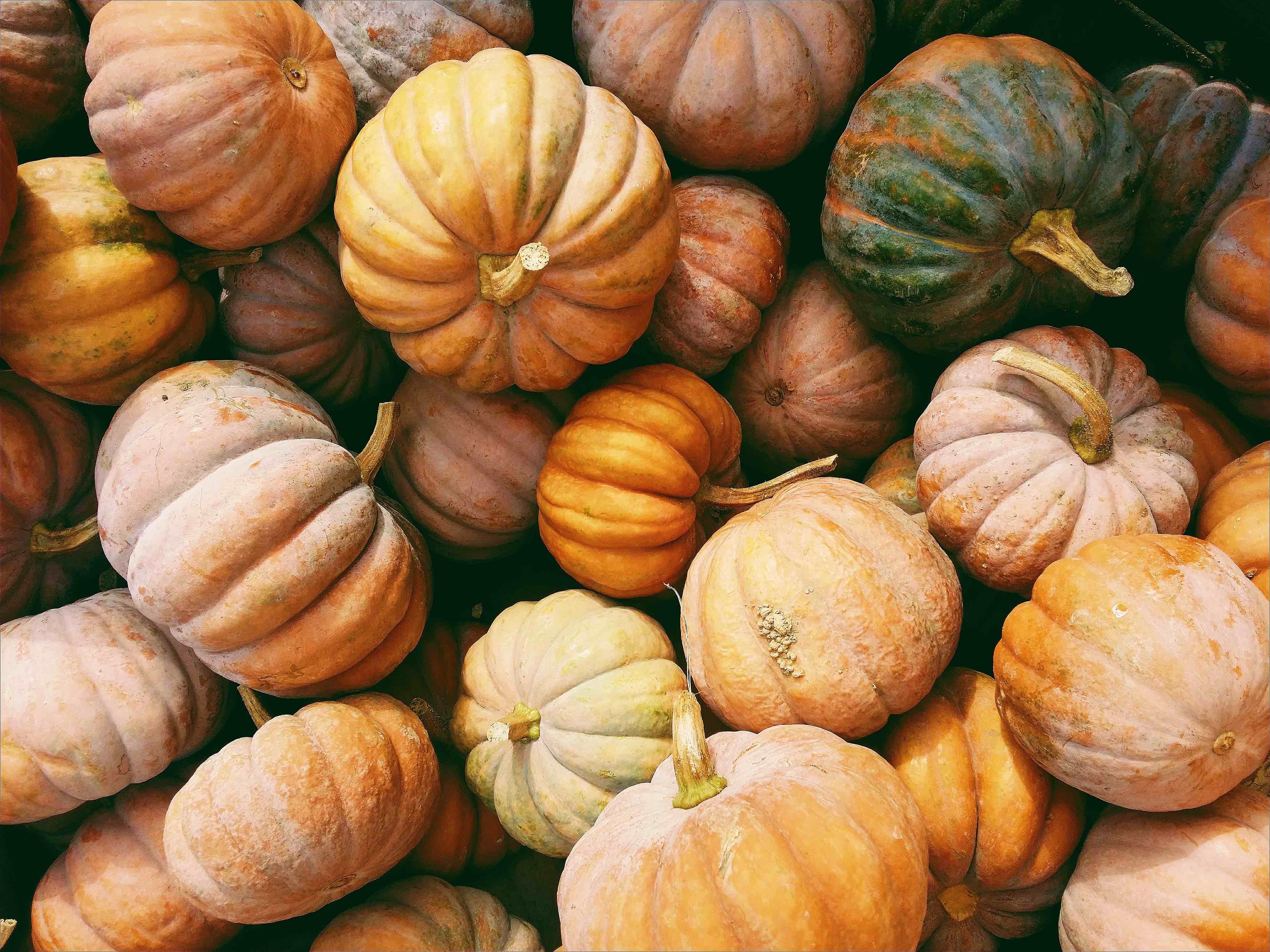 Proprietà, benefici e curiosità sulla zucca