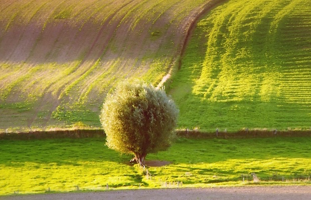 Romagnoli F.lli Spa introduces a new farming technique, involving integrated, voluntary, glyphosate-free pest management