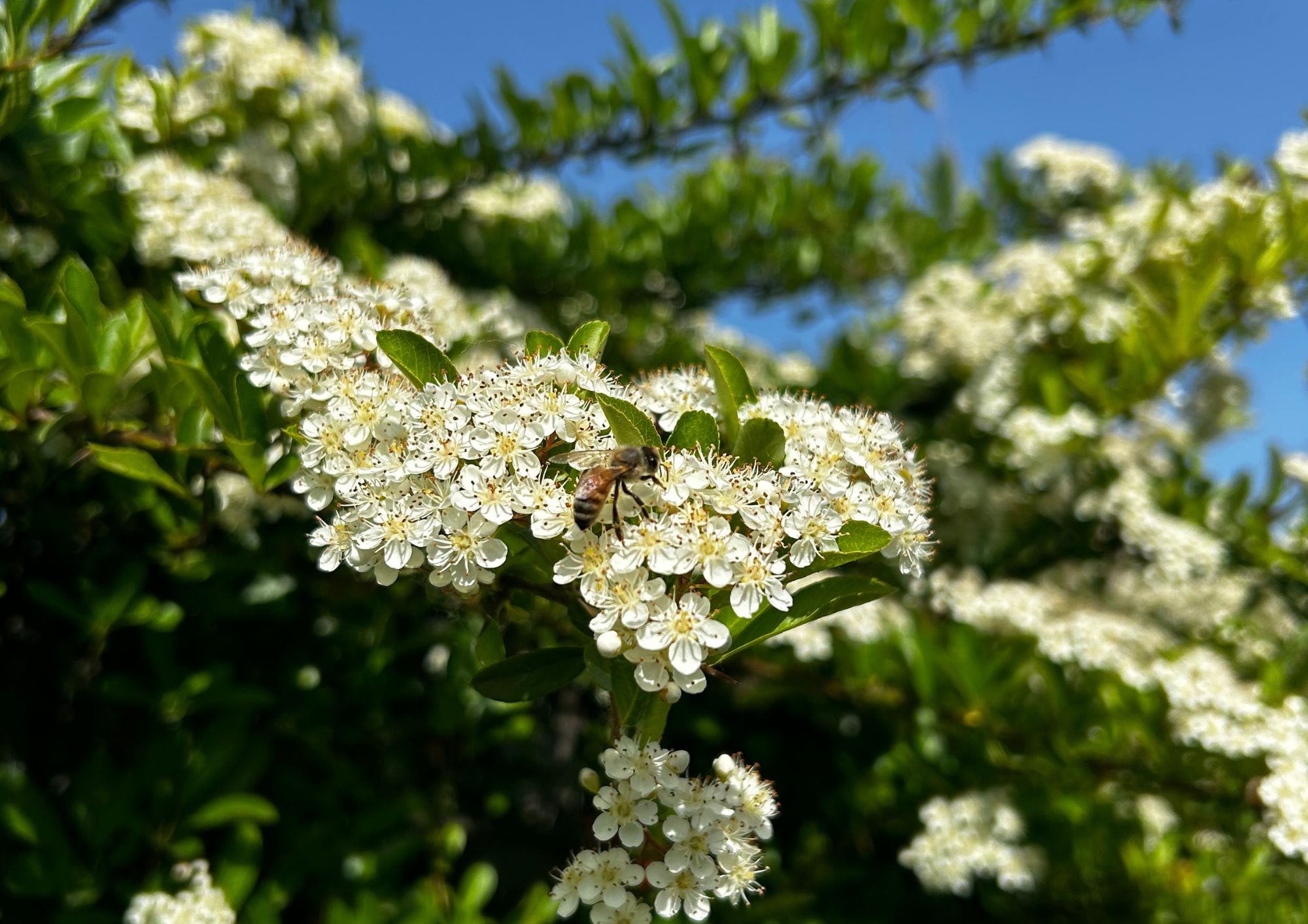 Biodiversity, an essential pillar for Romagnoli F.lli