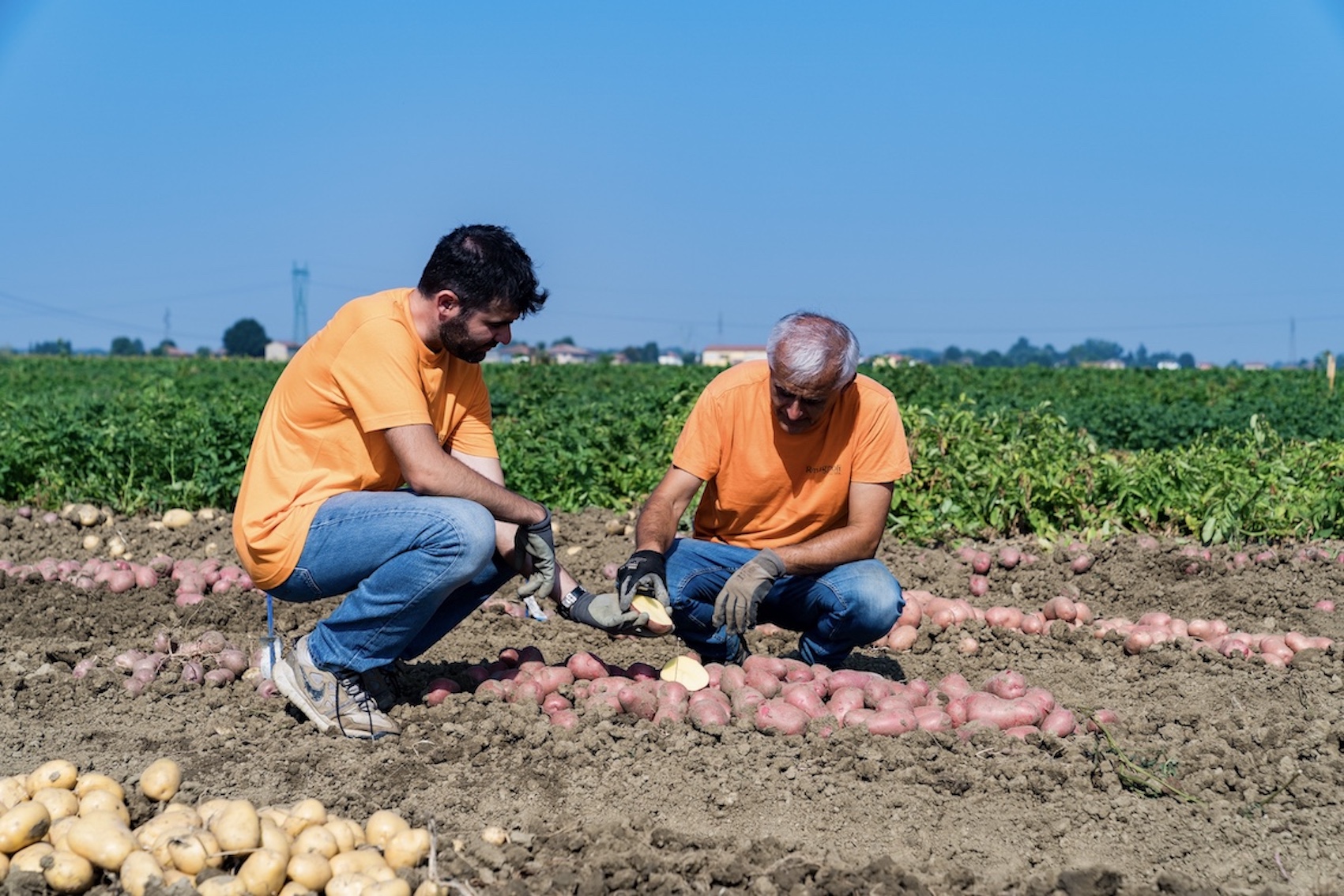  L’innovazione varietale: cos’è e che benefici apporta? 