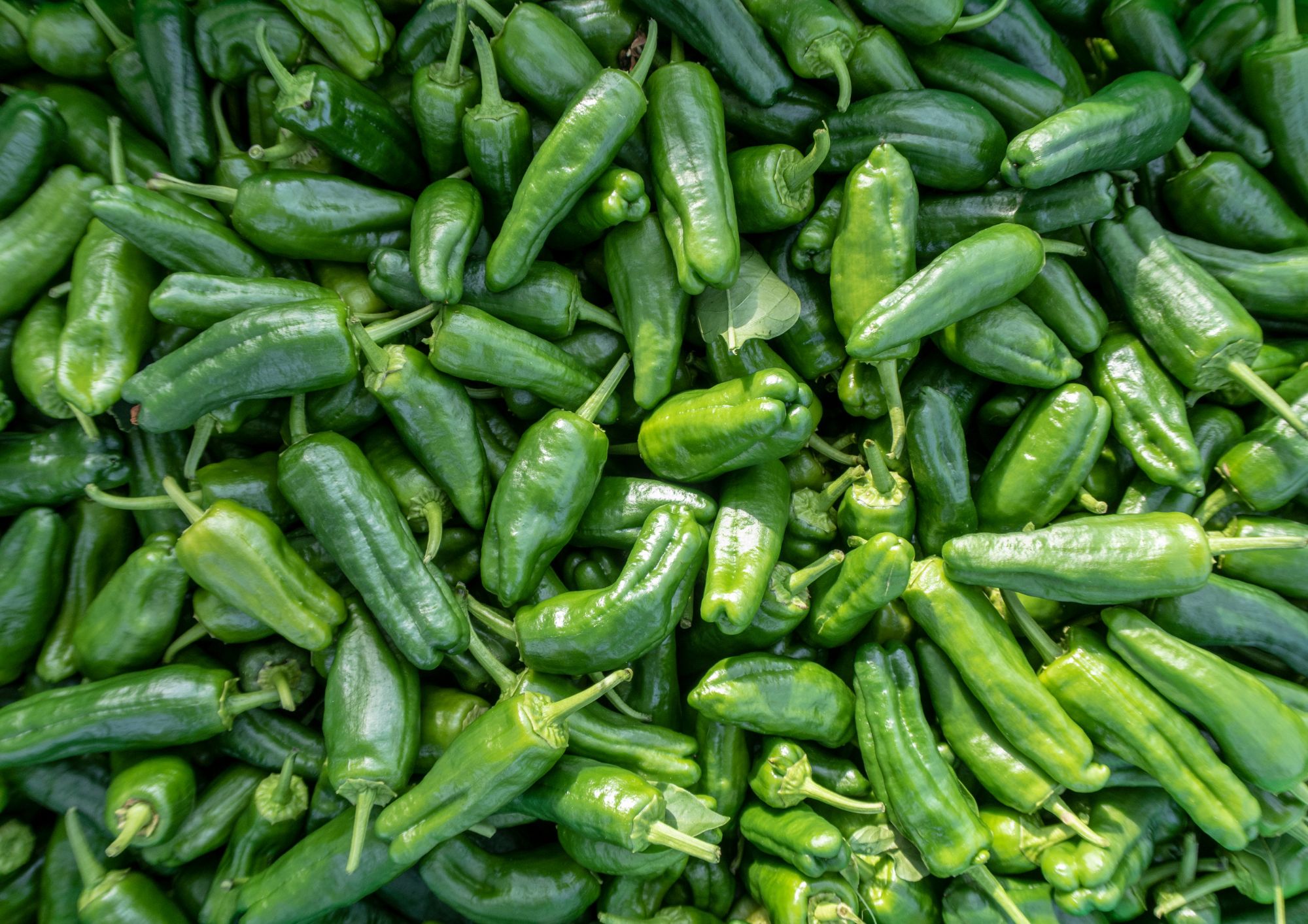 August: fruit and vegetables of the month