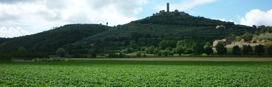 Coltivazione di patate in Toscana