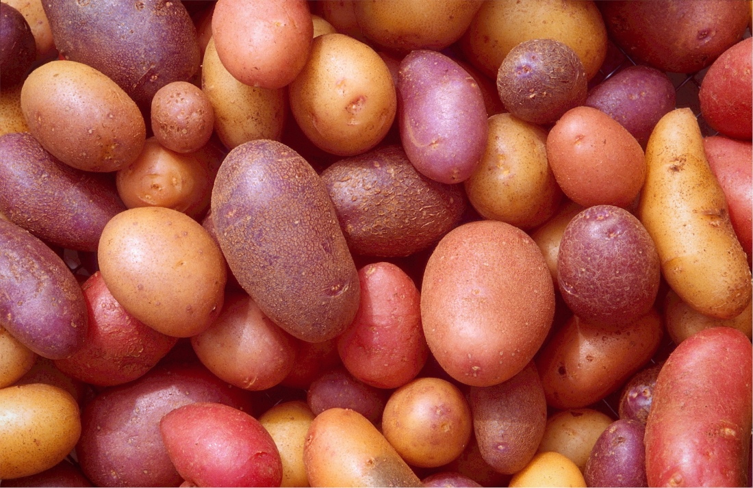 A brief history of the king of tubers: the potato