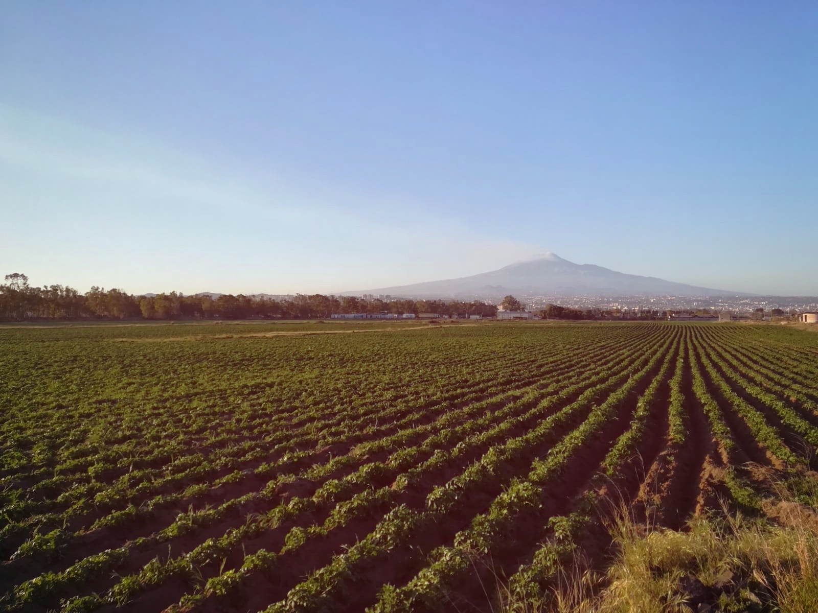 Coronavirus: potatoes are the top-selling vegetable. Demand grows over 30%, with supplies guaranteed 