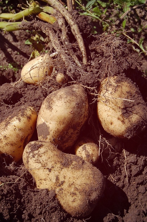 come coltivare le patate anche in casa Fotor