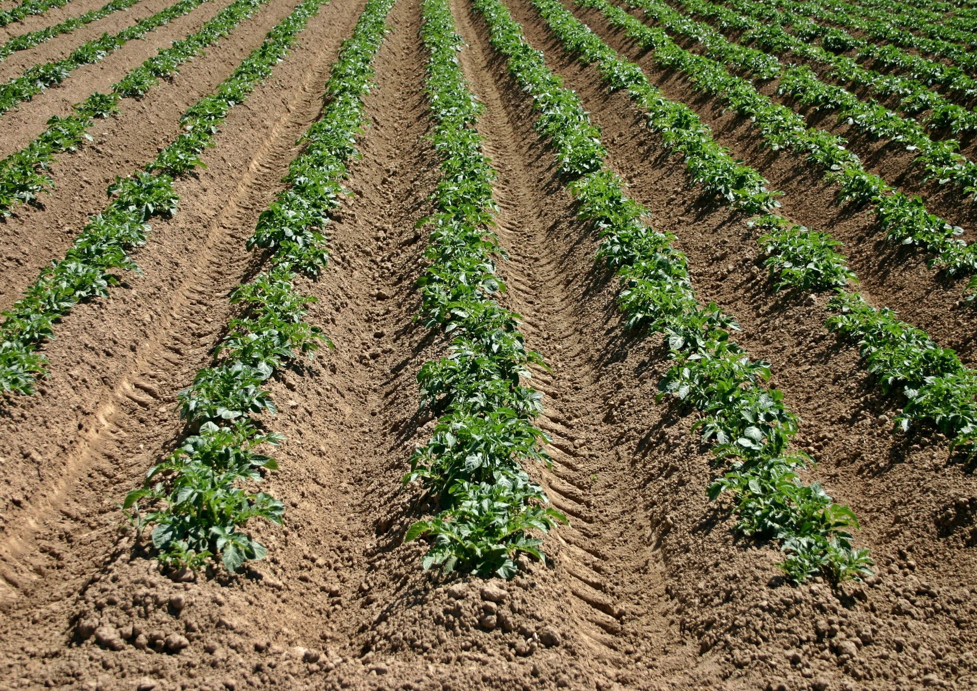 Potatoes, one of the most widely consumed foods in the world