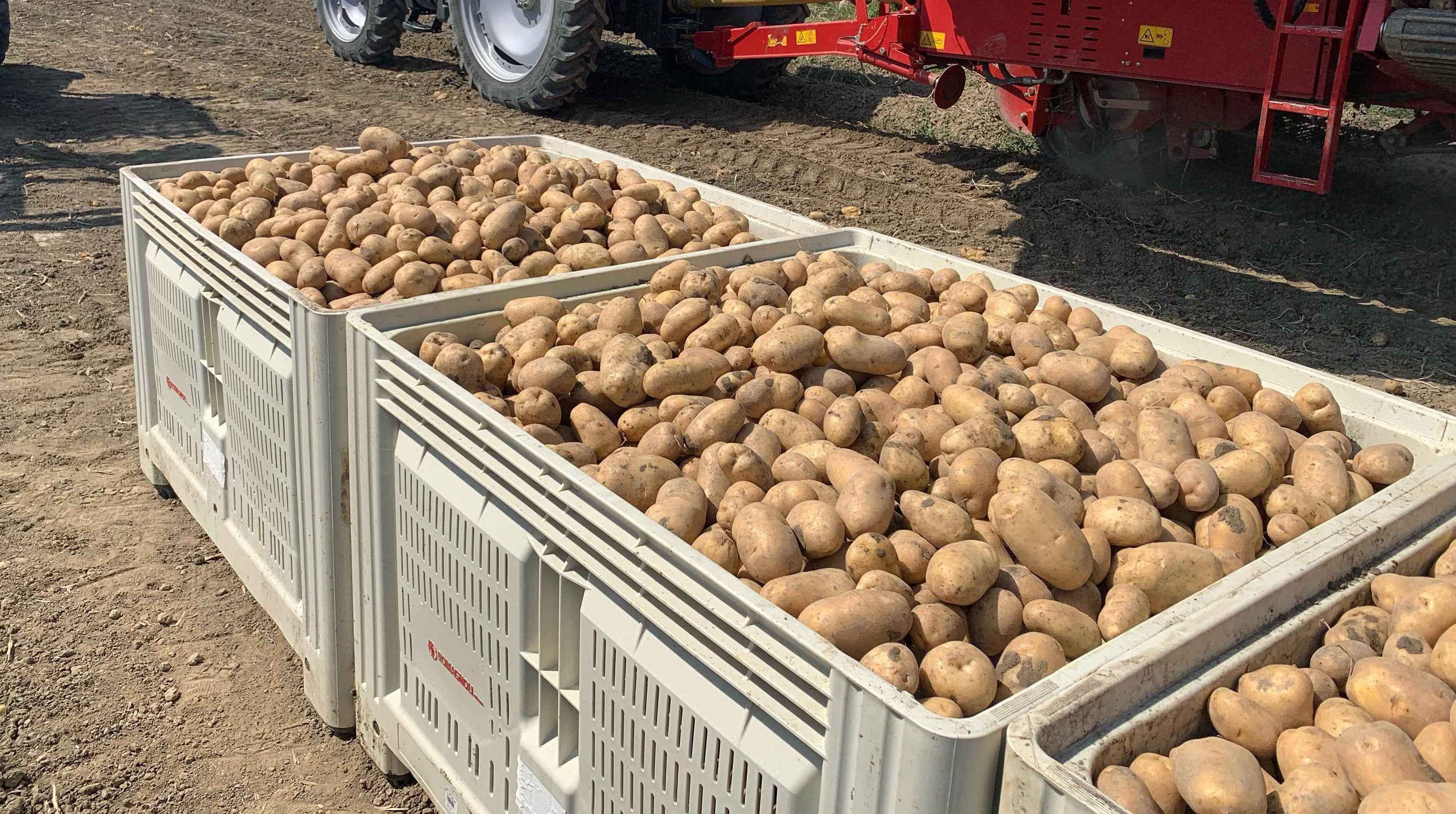 Annata positiva per le patate dell’Emilia-Romagna, modello per la filiera italiana