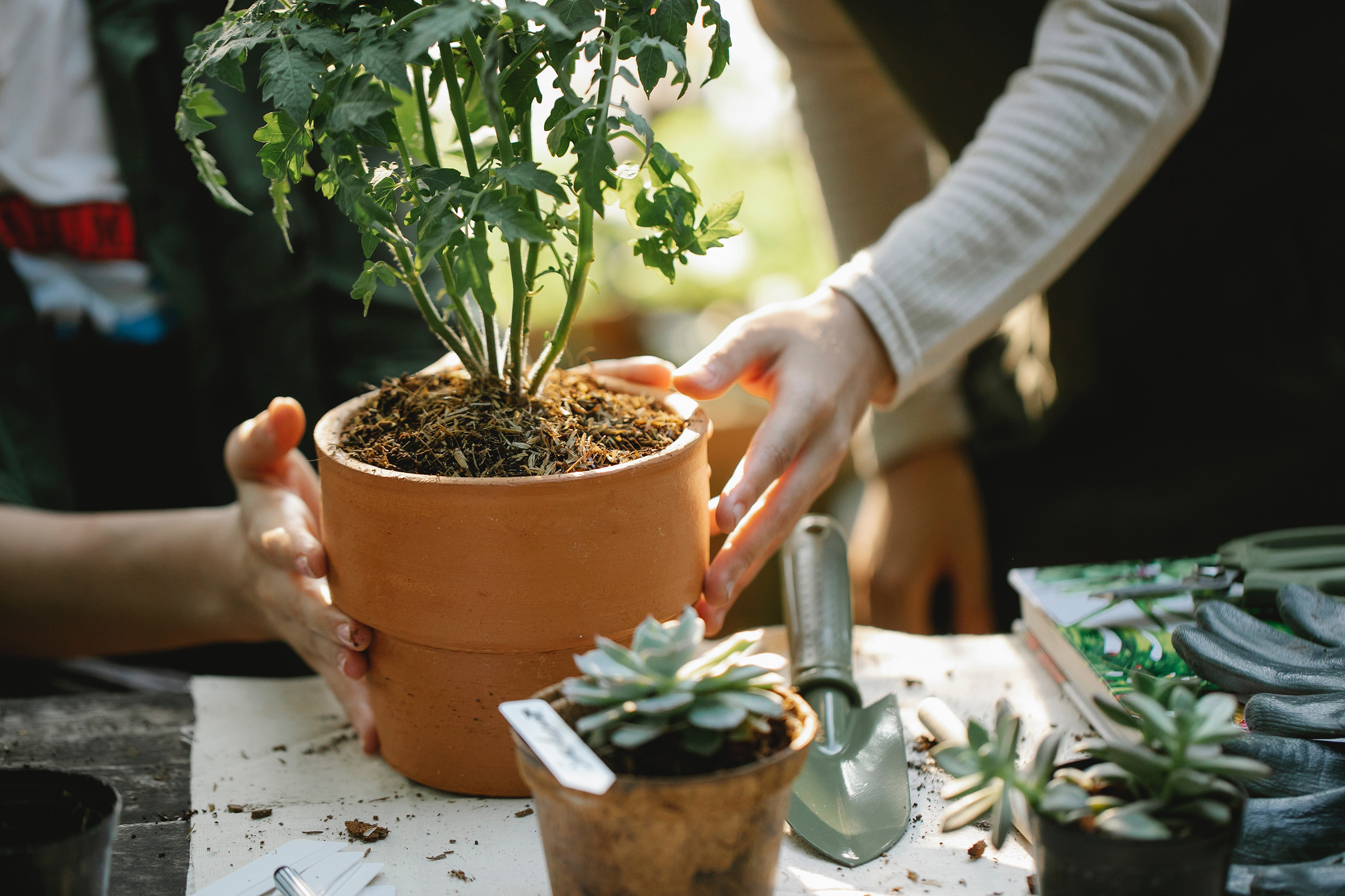 Delizie dell'orto: cosa seminare a marzo?