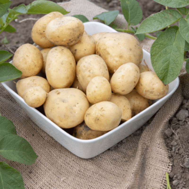 Where did potatoes first appear?