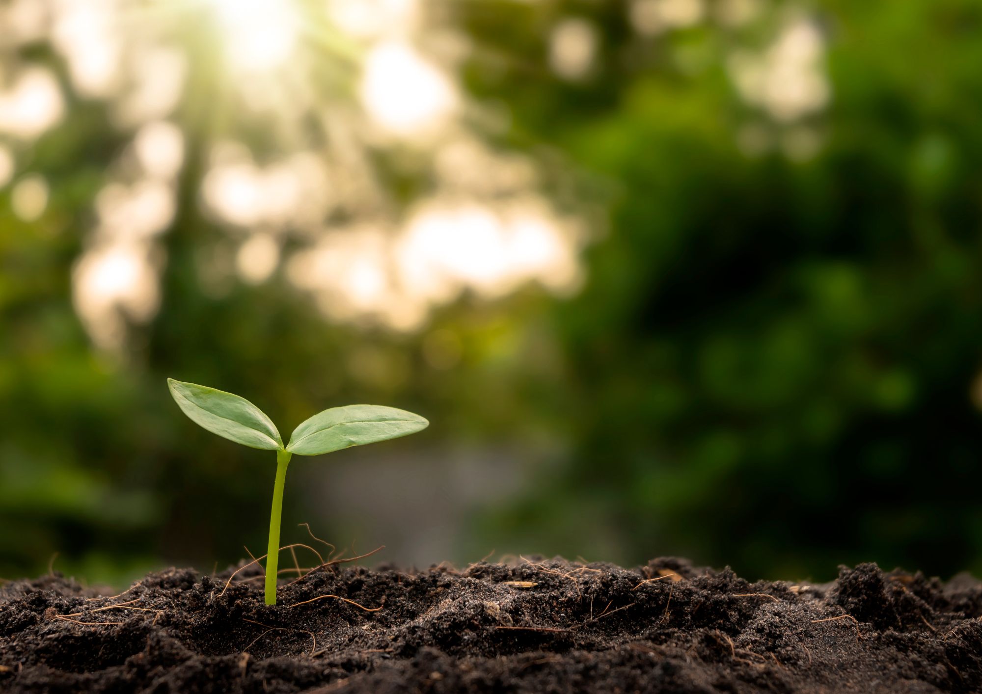 Working in harmony with the environment, production and the region