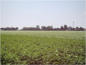 Patate: in Emilia-Romagna prevista ottima produzione