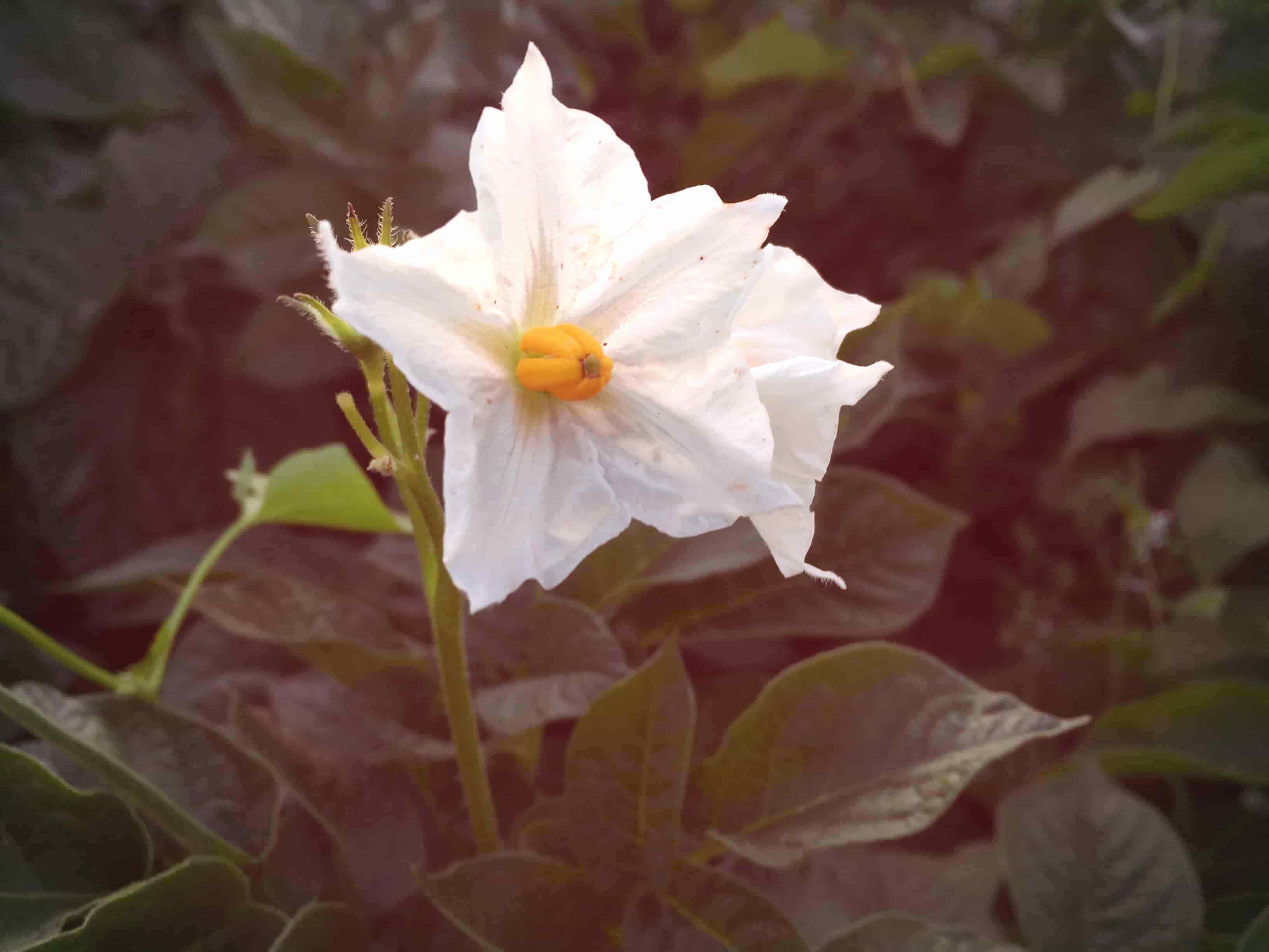 Verdure in fiore: il bello delle piante che non ti aspetti